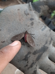 Euclera rubricincta