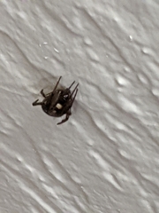 Araneae