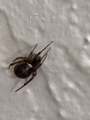 Araneae