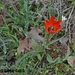 Tulipa orphanidea - Photo 由 fotis-samaritakis 所上傳的 (c) fotis-samaritakis，保留部份權利CC BY-NC