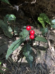 Ardisia violacea