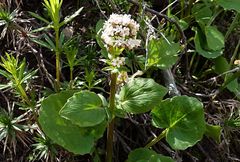 Valeriana ficariifolia