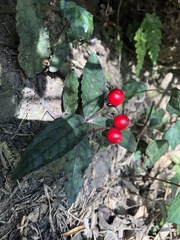 Ardisia violacea