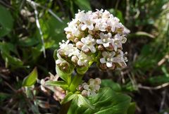 Valeriana ficariifolia