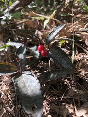 Ardisia violacea
