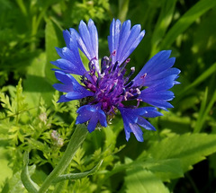 Centaurea cyanoides