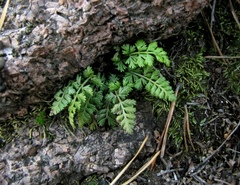 Asplenium altajense