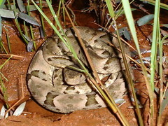 Bothrops moojeni