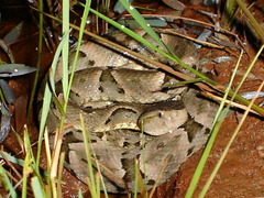 Bothrops moojeni