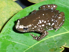 Chiasmocleis albopunctata