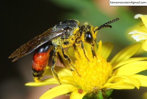 Sphecodes Rough-backed Blood Bee (Sphecodes scabricollis) · iNaturalist