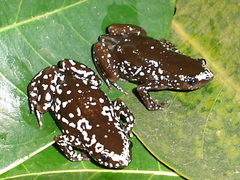 Chiasmocleis albopunctata