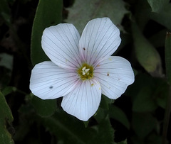 Linum pubescens