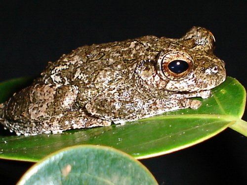 Corcovado Tree Frog