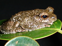 Dendropsophus seniculus