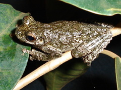 Dendropsophus seniculus