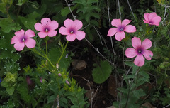Linum pubescens