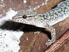 Brazilian Naked-Toed Gecko photo 4