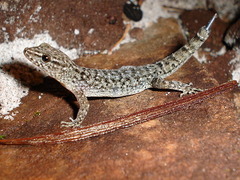 Brazilian Naked-Toed Gecko photo 2
