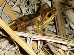 Boana crepitans