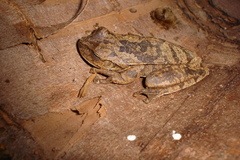 Boana crepitans