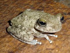 Santa Barbara Treefrog photo 1