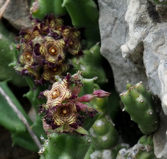 Apteranthes europaea judaica