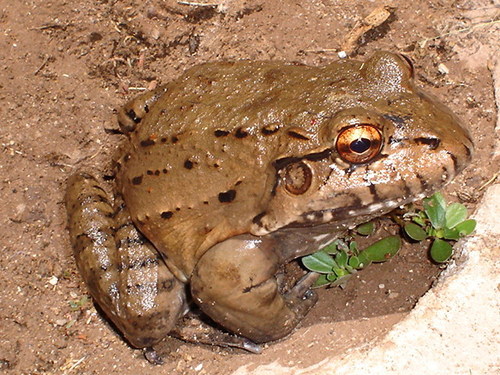 Pepper Frog