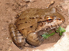 Leptodactylus labyrinthicus