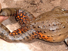 Leptodactylus labyrinthicus