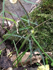 Parsonsia heterophylla