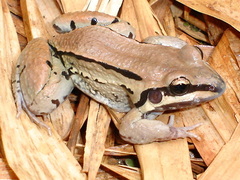 Leptodactylus mystacinus