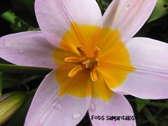 Tulipa saxatilis