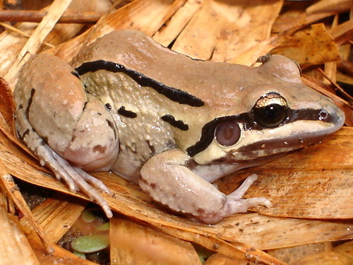 Mustached Frog