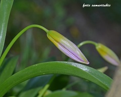 Tulipa saxatilis