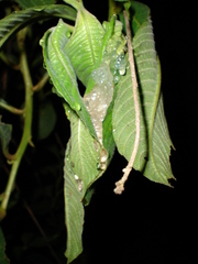 Phyllomedusa burmeisteri