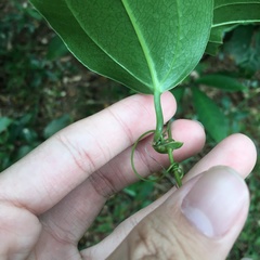 Smilax ocreata