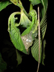 Phyllomedusa burmeisteri