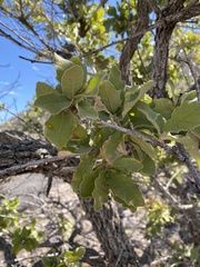 Quercus chihuahuensis