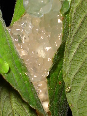 Phyllomedusa burmeisteri