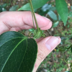 Smilax ocreata