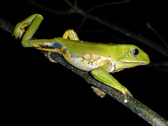 Phyllomedusa burmeisteri