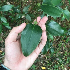 Smilax ocreata