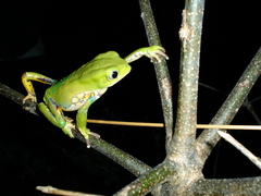 Phyllomedusa burmeisteri
