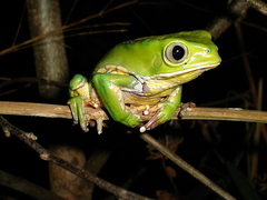 Phyllomedusa burmeisteri