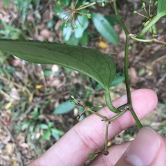 Smilax lanceifolia