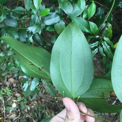 Smilax lanceifolia