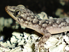 Phyllopezus pollicaris