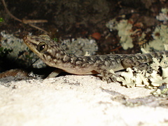 Phyllopezus pollicaris