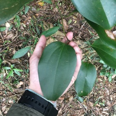 Smilax lanceifolia